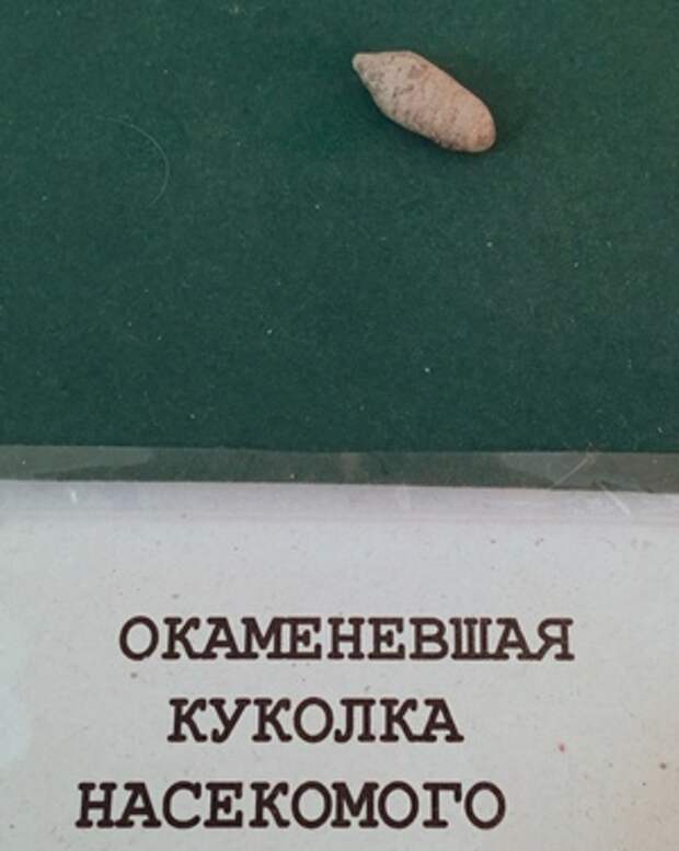 Копролит акулы в школьном музее