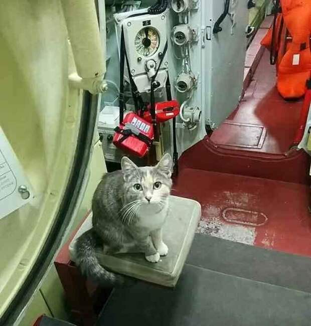Боевые коты и кошки война, история, котики