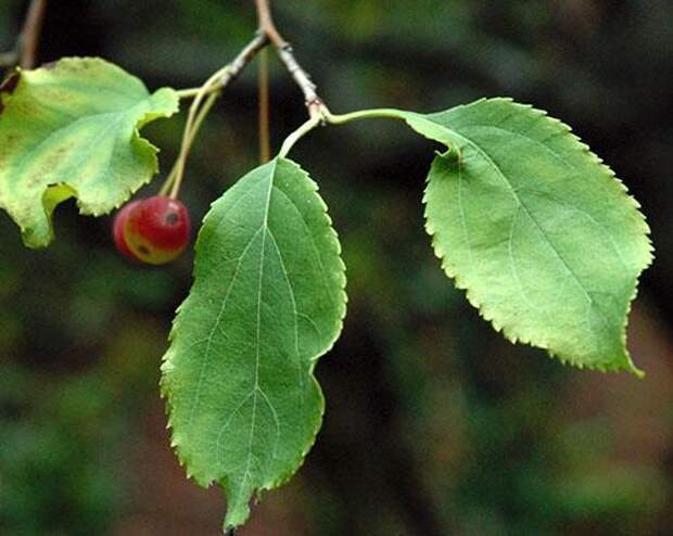 Яблочные листья используют при заболевании бронхов