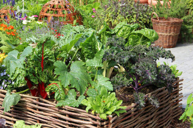 Как сэкономить место в огороде: овощной конвейер — на каждой грядке