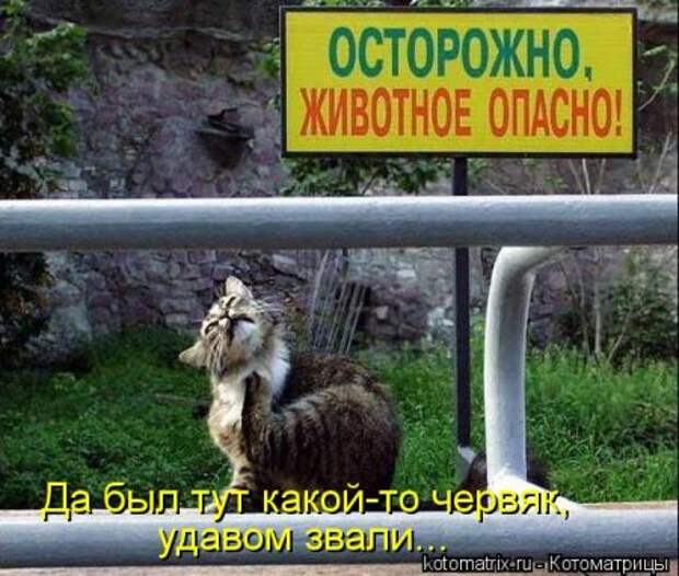 1451492513_kotomatritsa_zv