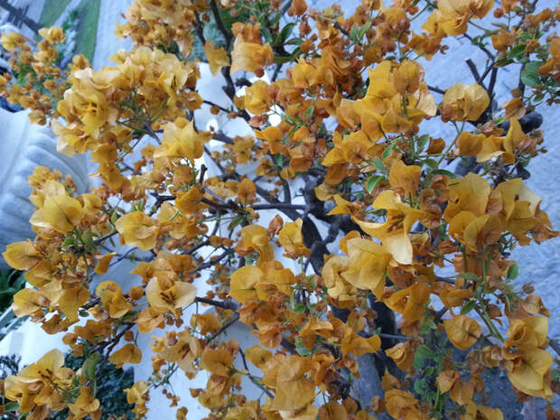 20130417_180111 (700x525, 605Kb)