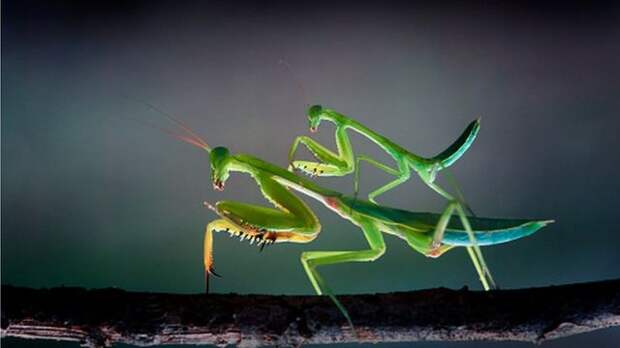 Каннибализм у богомолов - дело обычное