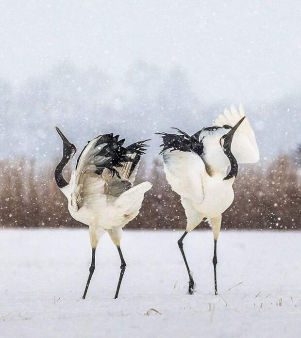 Российских фотограф запечатлел красоту диких животных в опасных точках Земли