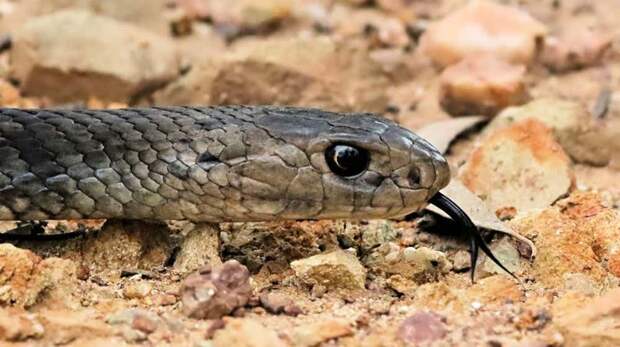 Восточная коричневая змея австралия, животные, ядовитые животные, ядовитые змеи, ядовитые пауки, ядовитые рыбы