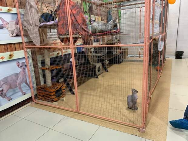 В Твери мошенники обманом заполучили кошек для выставки