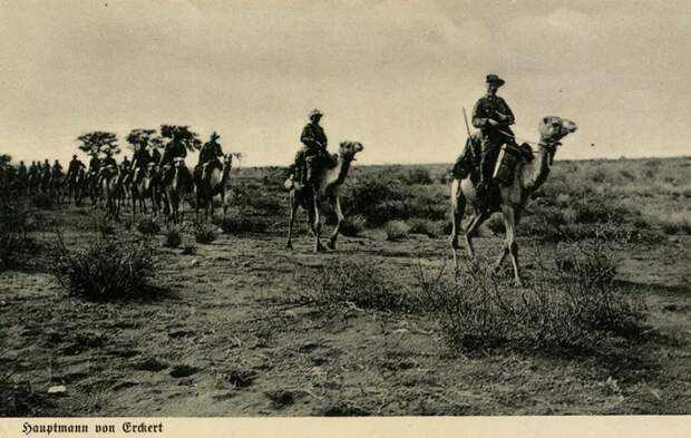 Галерея животных, втянутых людьми в мировую бойню Галерея животных, втянутых людьми в мировую бойню факты, мировая война, животные