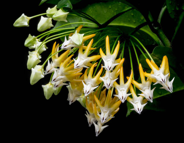 Hoya multiflora красота, лиана, природа, флора, хойя, цветы, чудеса
