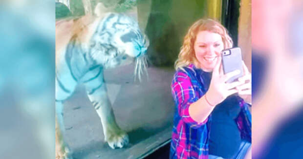 Эта беременная девушка захотела фото с тигром. Реакция дикой кошки неприедсказуема!