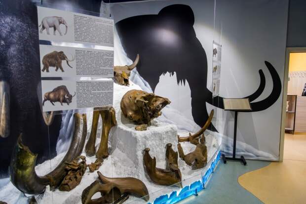 Тайну гибели мамонтов из Волчьей Гривы под Новосибирском назвали ученые