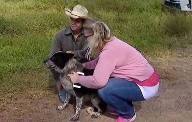 Трехлетняя девочка потерялась в лесу; полицейская операция не принесла результата. Спасителем малышки стал старый полуслепой пес