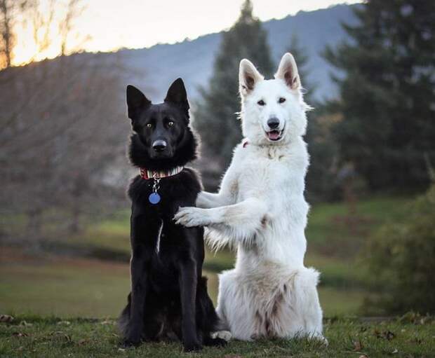 Эти две собаки, олицетворяющие день и ночь, непременно сделают ваш день добрым! белое, день и ночь, живность, животные, милота, окрас, собаки, черное