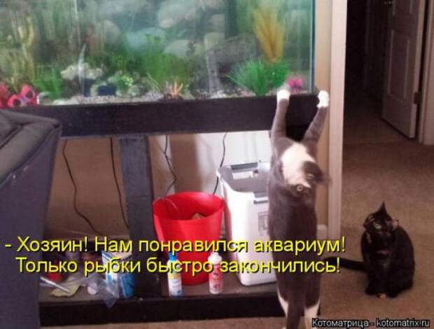 Котоматрицы (картинки с надписями)