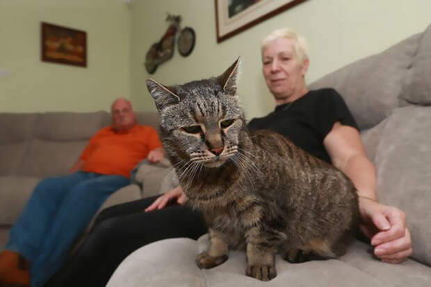 В прошлом году Натмег пережил сердечный приступ, но сумел оправиться  Натмег, долгожитель, кот