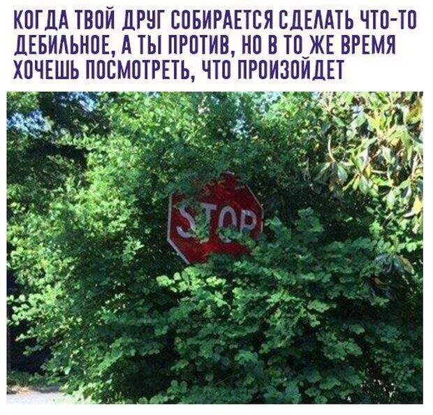 Подборка картинок. Дневной выпуск (57 фото)