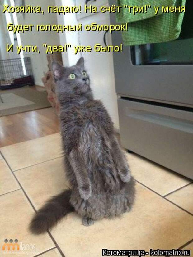 Свежая котоматрица для всех (20 шт)