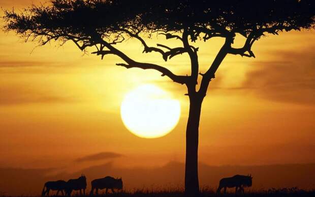 http://t.wallpaperweb.org/wallpaper/nature/1920x1200/Blue_Wildebeests_at_Sunrise_Masai_Mara_Kenya.jpg