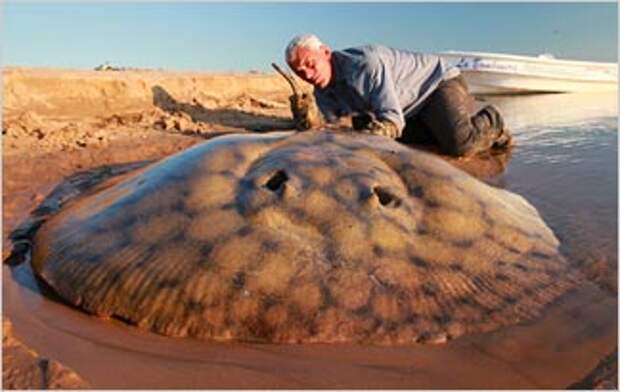 Short-Tailed River Stingray