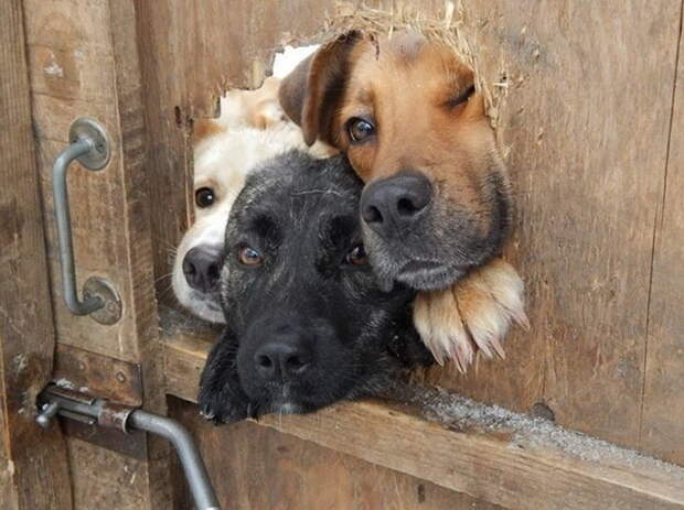 funny-tumblr-dogs-0