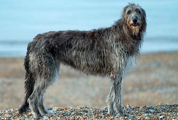 Дирхаунд (Оленья борзая): описание породы собак с фото и видео