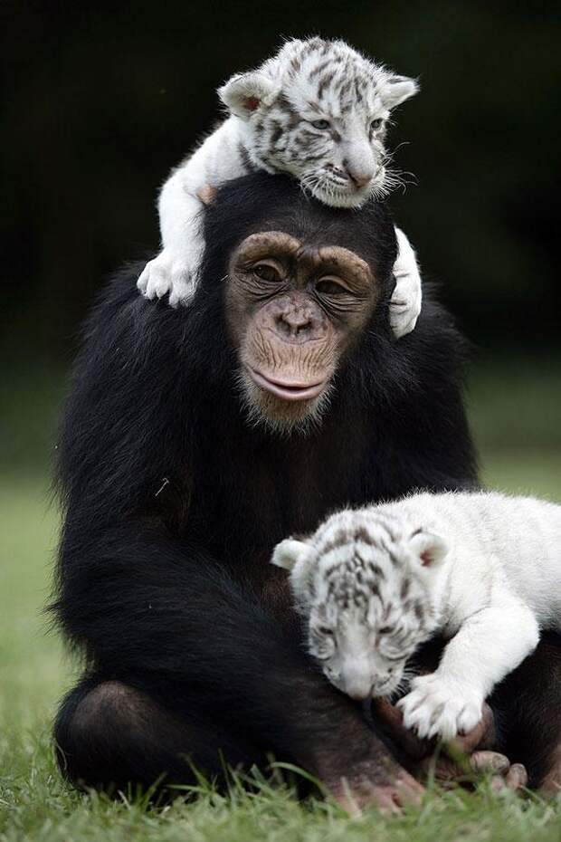 дружба животных тигр и шимпанзе