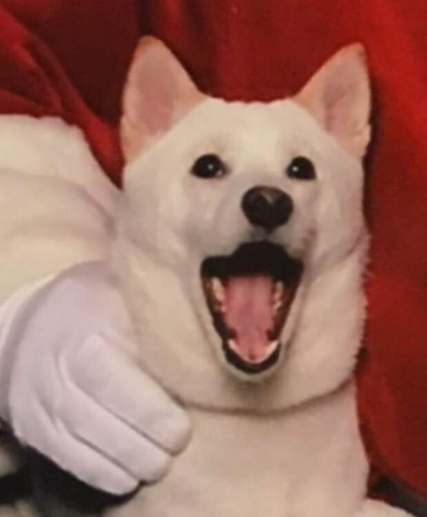 JUST LOOK AT THAT HAPPY PUPPY FACE.
