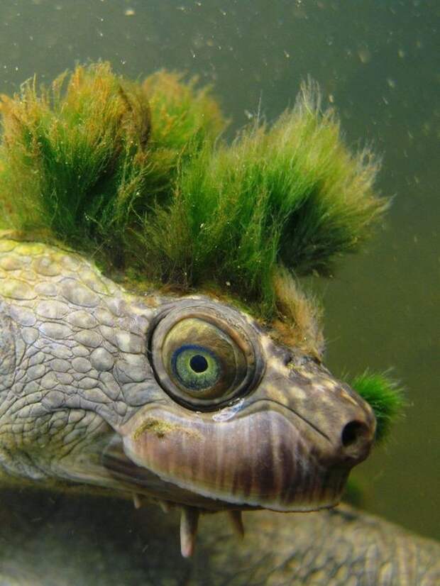 Зеленые черепахи первые 5 лет едят только планктон и лишь потом переключаются на растительность интересное, факты, фауна, черепахи