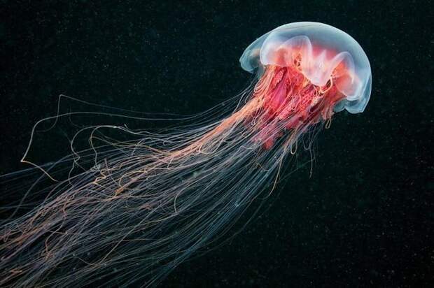 5. Медуза. животные, интересное, природа, суперспособности
