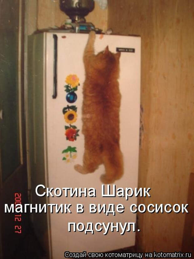 Свежая котоматрица (15 фото)
