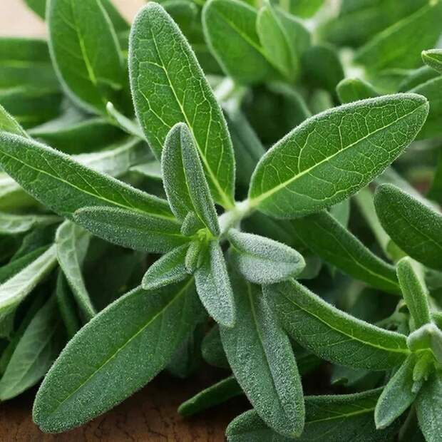 «За шалфей — до восьми лет?»: Кирилл Кабанов раскритиковал уголовное преследование за дикорастущие растения на дачах