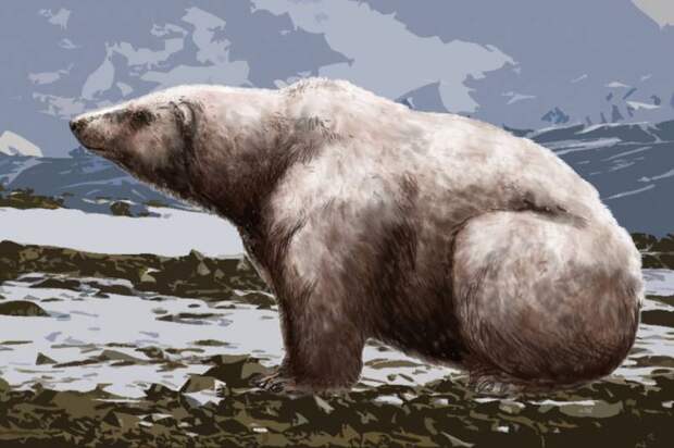 Гигантский белый медведь  (лат. Ursus maritimus tyrannus) 