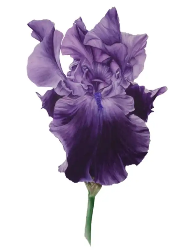 �������� Marie Burke. ��������� ��������