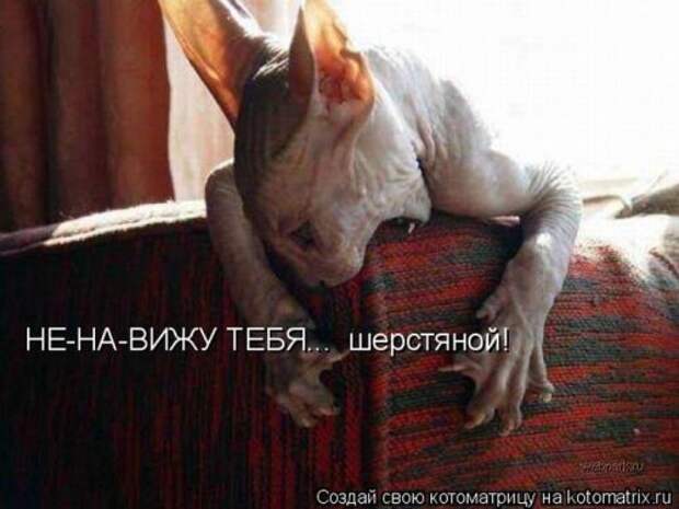 Веселая котоматрица