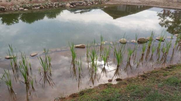 Площадь около дома выглядела скучно. Мужчина потратил три года и своими руками создал красоту: фото