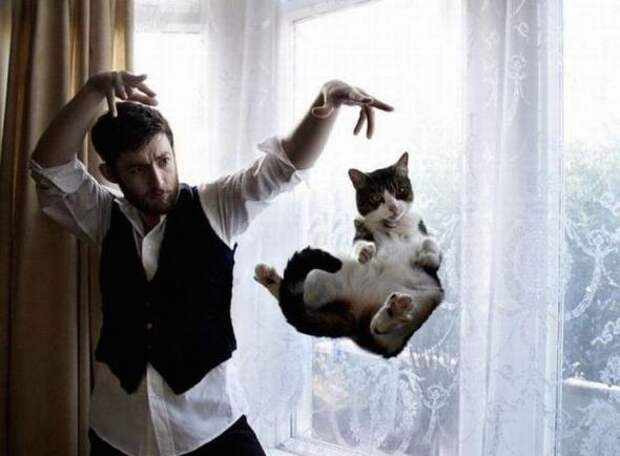 Котики