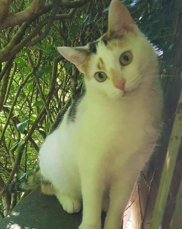 кошка на дереве