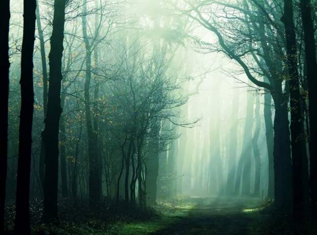 Осенние фотопейзажи Неллеке Питерс (Nelleke Pieters)