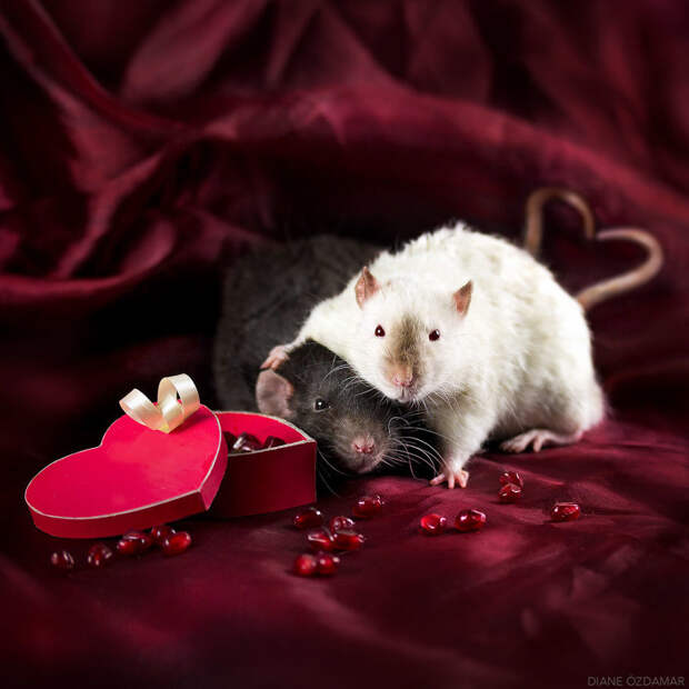 День святого Валентина Оздамар, грызун, животные, крыса, портрет, проект, съемка, фото