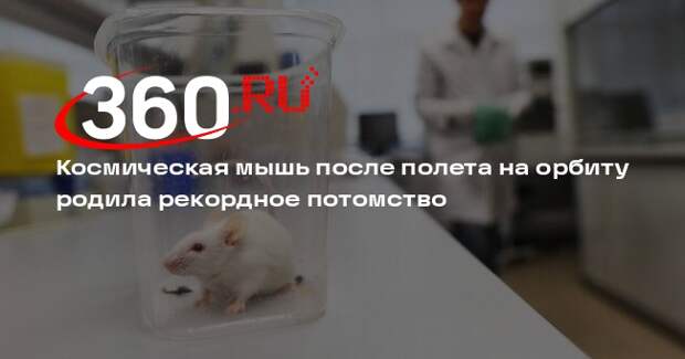 Космическая мышь после полета на орбиту родила рекордное потомство