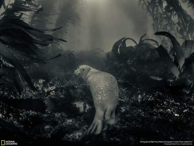 natgeocontest16 natgeocontest16 35 лучших фото животных на фотоконкурсе National Geographic Traveler