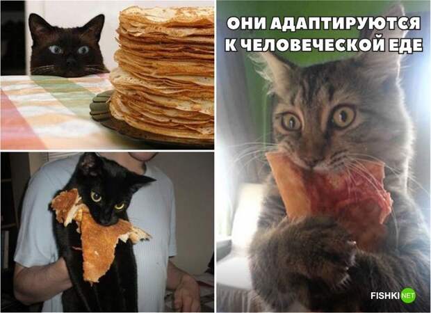 20 фотографий, доказывающих, что кошки медленно превращаются в людей кот, юмор