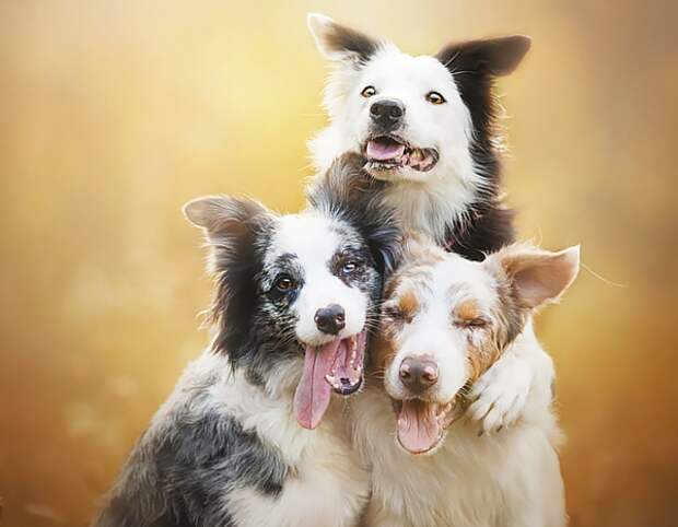 dogs_photo6