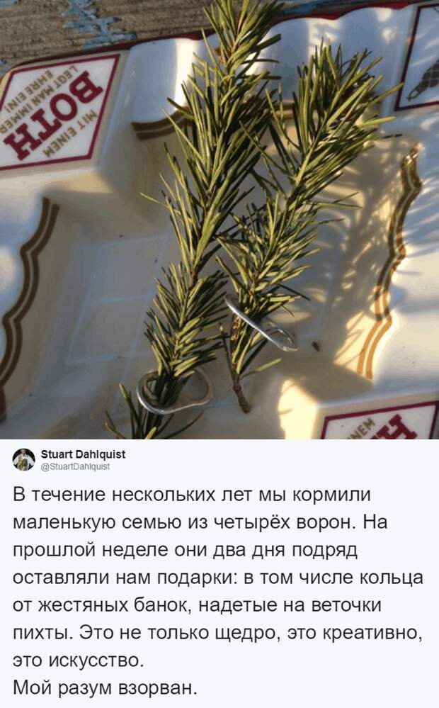 Блог - 4 года мужчина кормил воронью семью, и однажды птицы сделали ему необычный подарок 4 года мужчина кормил воронью семью, и однажды птицы сделали ему необычный подарок