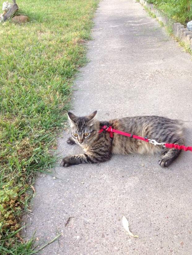 первая прокулка кошки на улице, реакция котов на первую прогулку, кошка впервые на улице