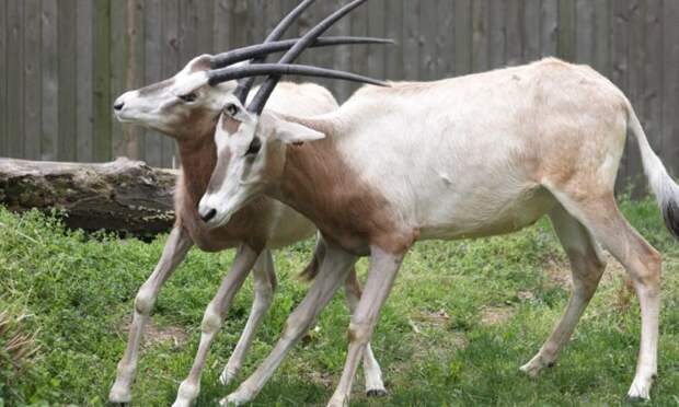 Поведение саблерогой антилопы
