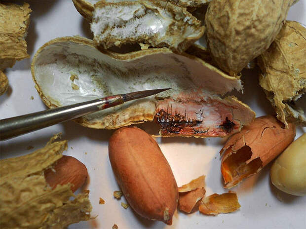 Миниатюрные рисунки Хасана Кале