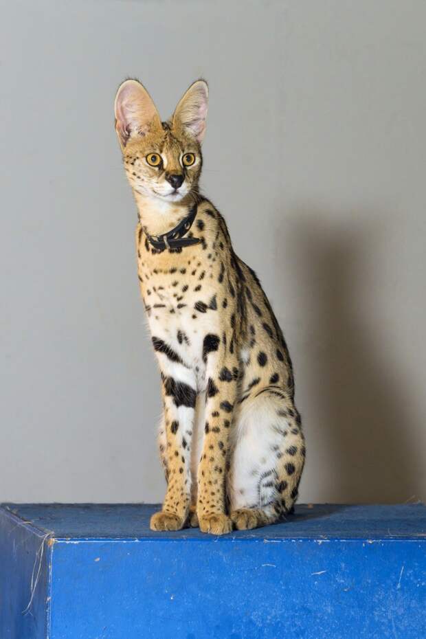 Эти забавные животные. (Tambako The Jaguar)