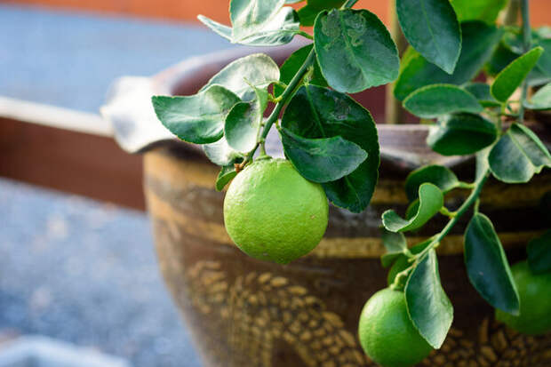 Лайм подходит для выращивания дома даже лучше, чем лимон. Фото: garden.eco