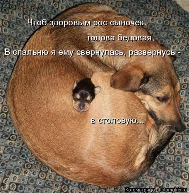 Котоматрицы (картинки с надписями)