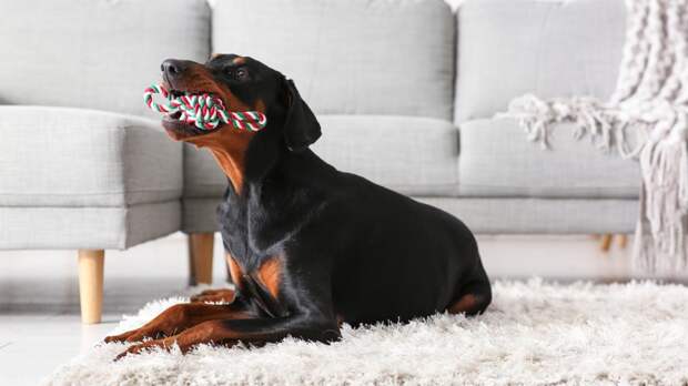 Доберман: что важно знать о породе перед покупкой